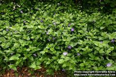 پروانش کبیر